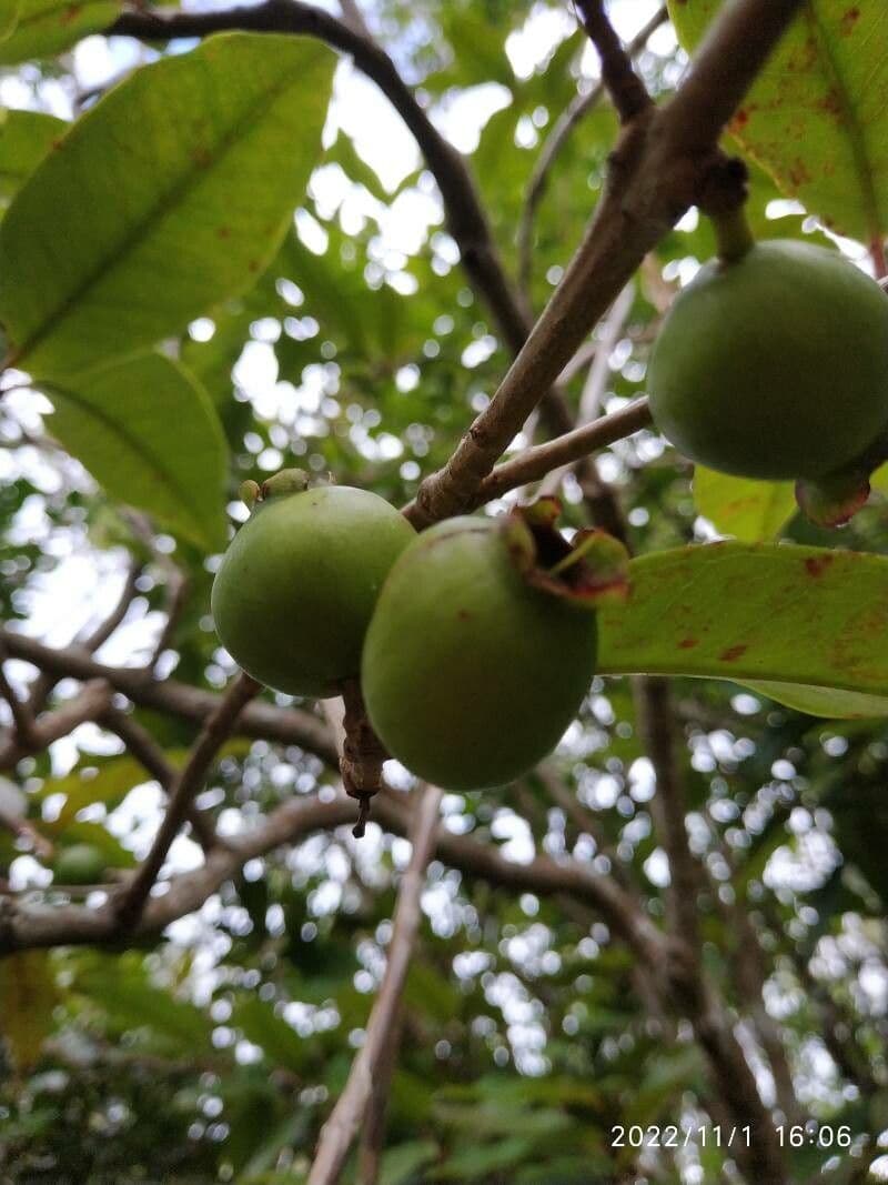 Eugenia mespiloides