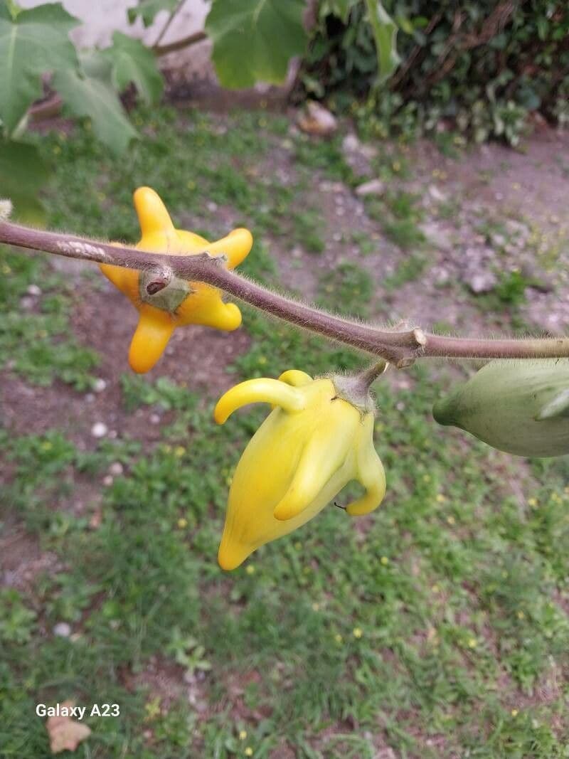 Solanum mammosum