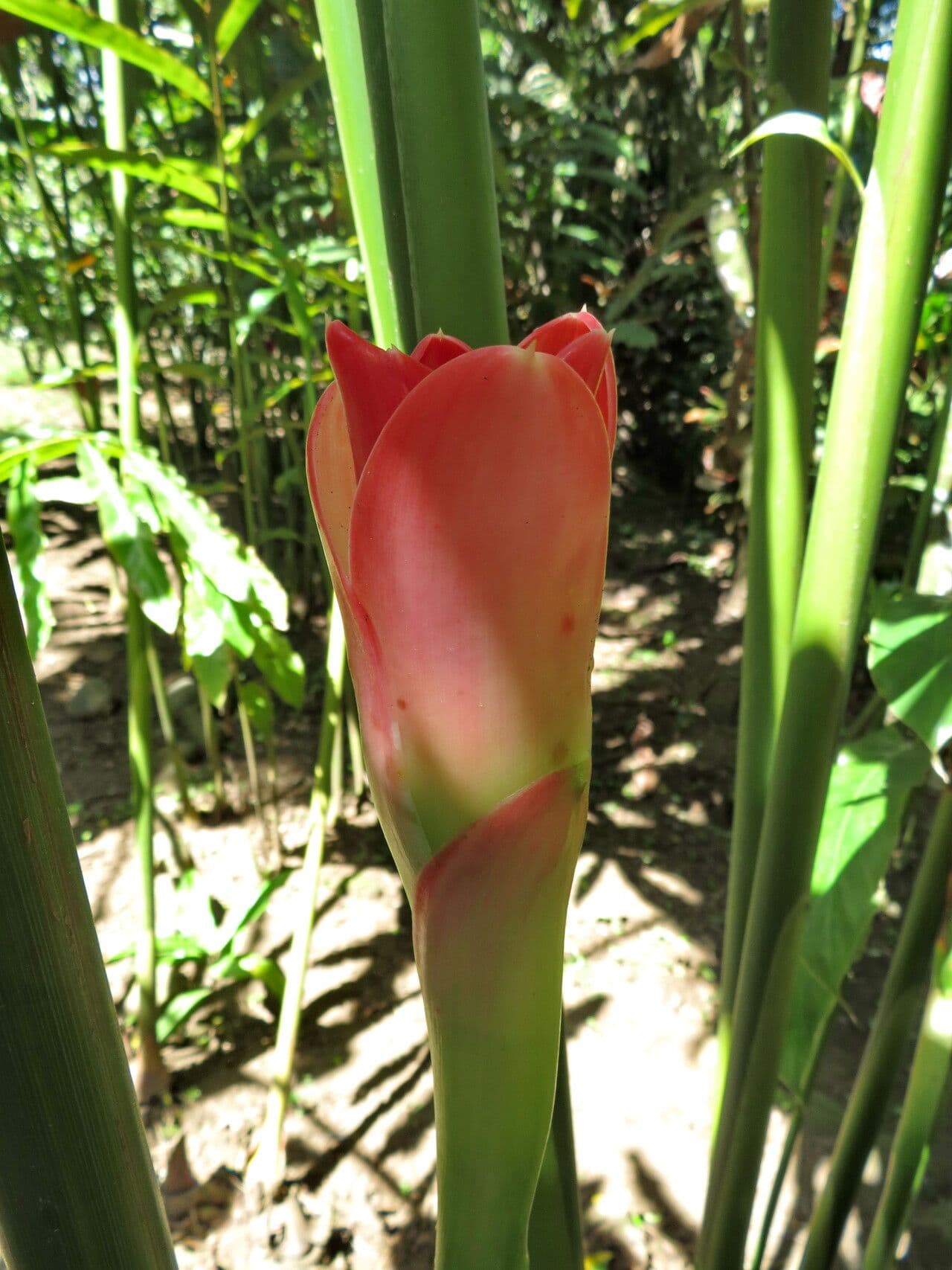 Etlingera elatior