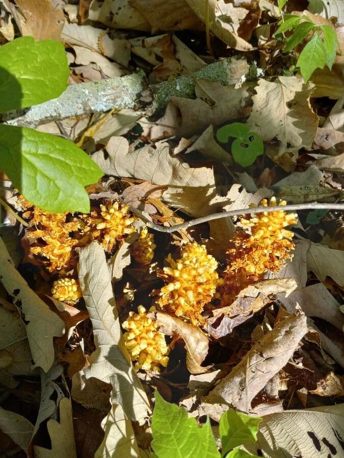 Conopholis americana
