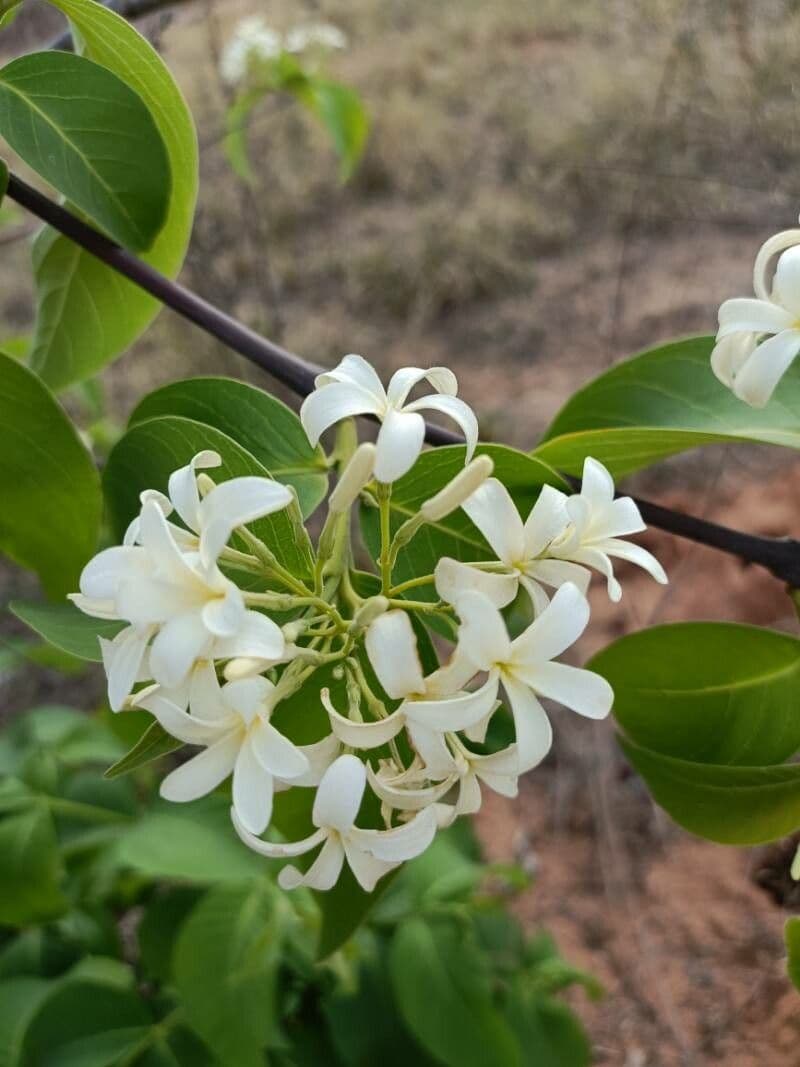 Holarrhena pubescens