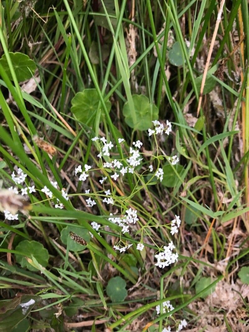 Galium palustre