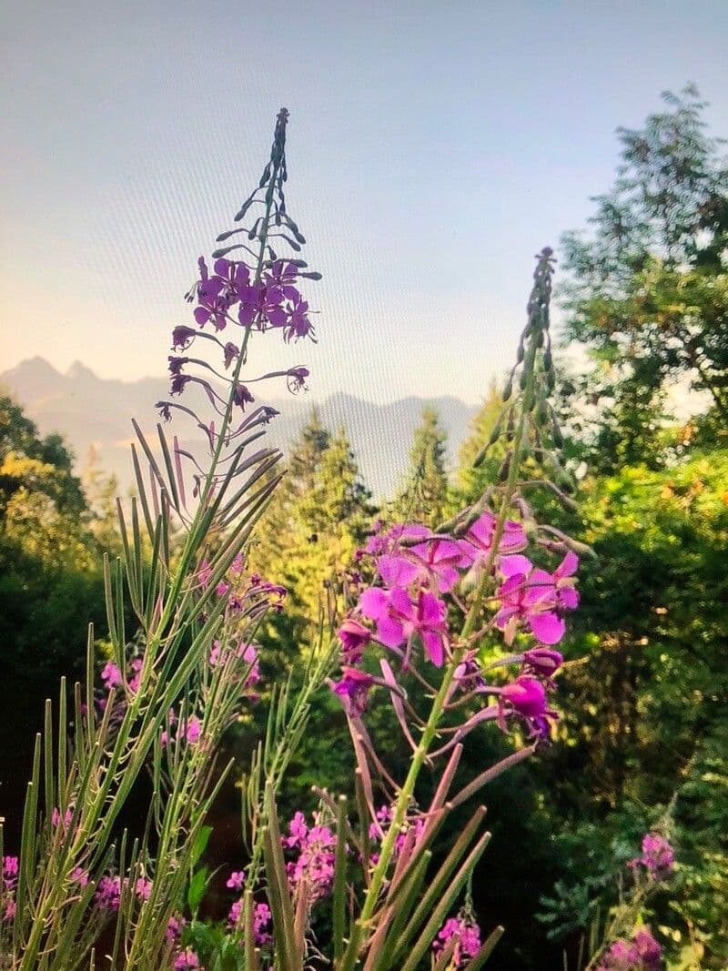 Epilobium angustifolium