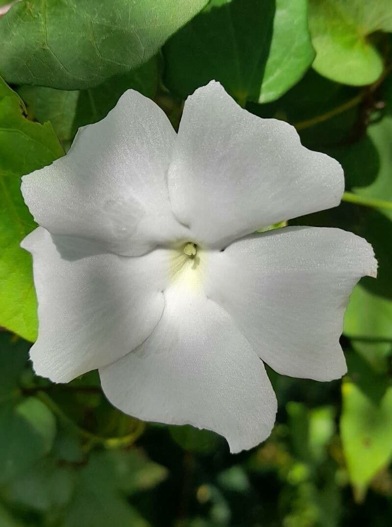 Thunbergia fragrans