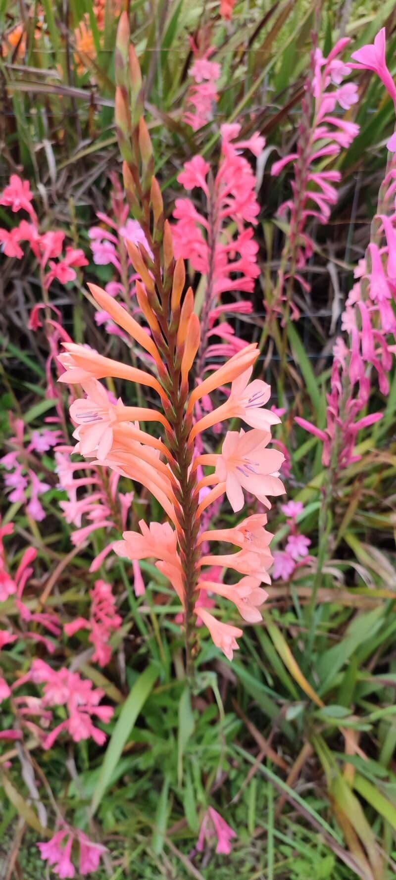 Watsonia borbonica