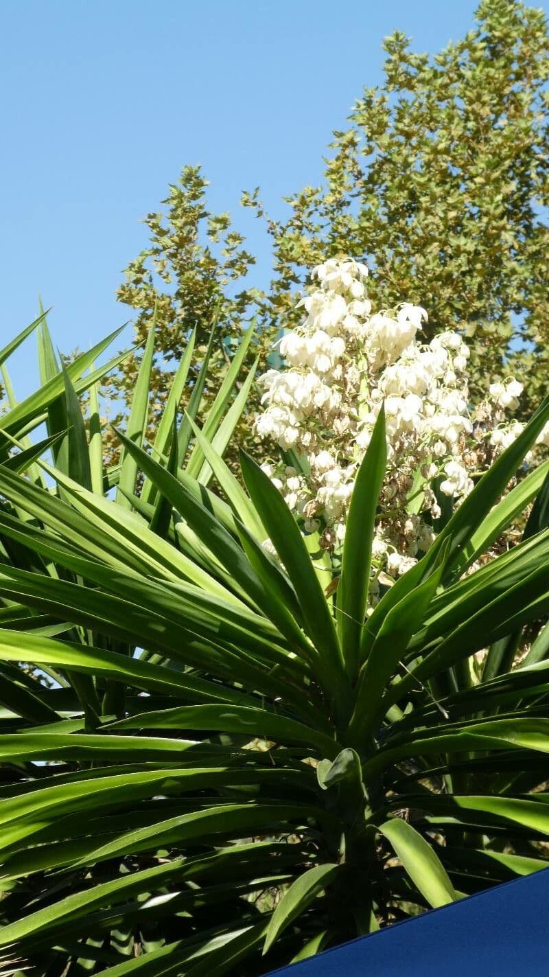 Yucca aloifolia