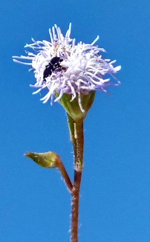 Ageratum conyzoides