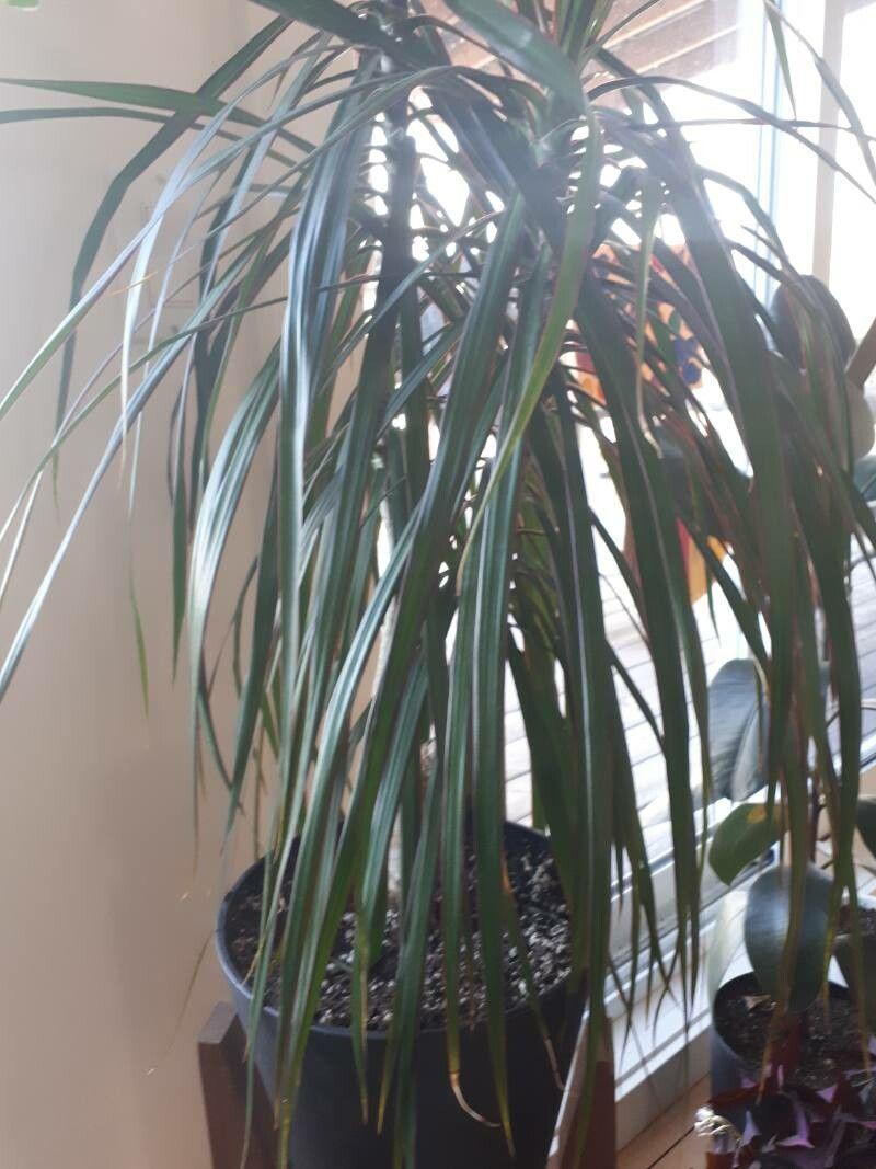 Dracaena reflexa