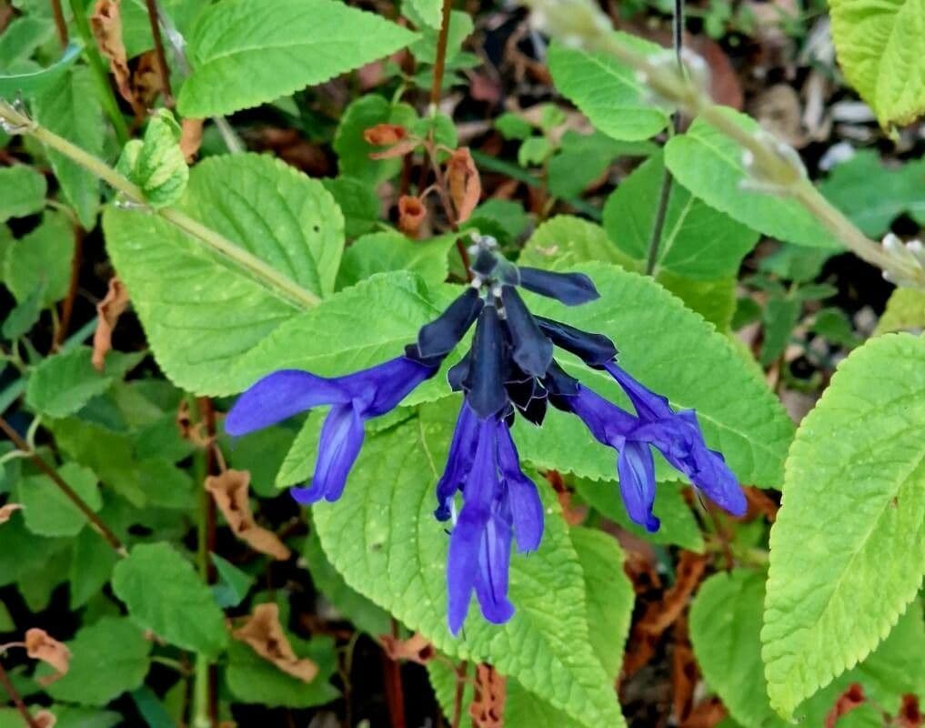 Salvia guaranitica