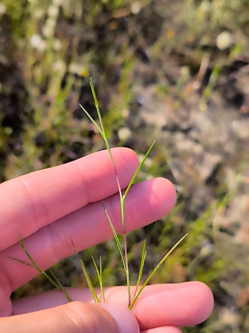 Parapholis filiformis