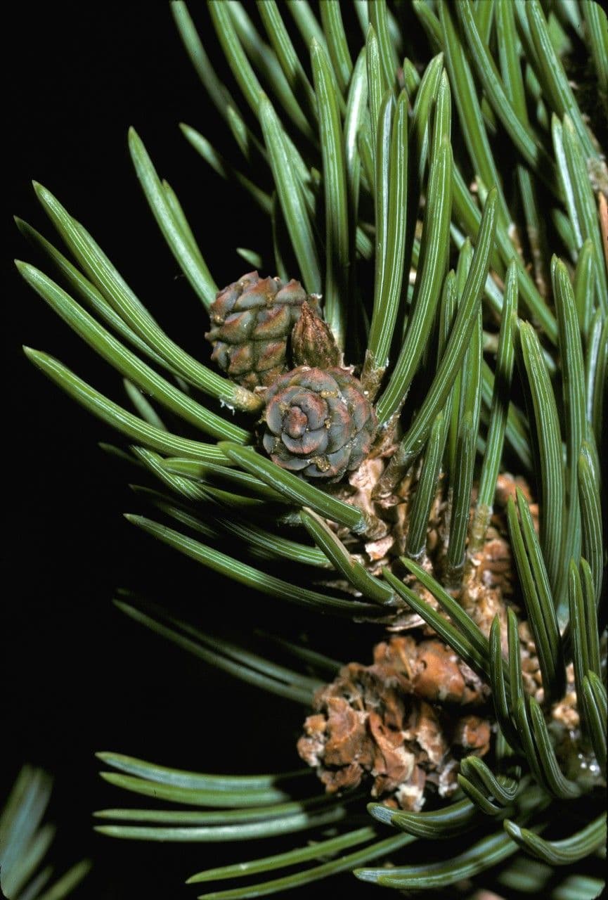 Pinus edulis