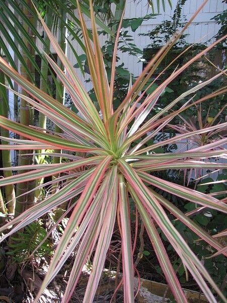 Dracaena reflexa var. angustifolia