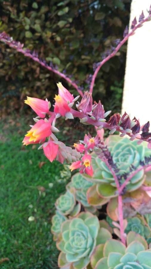 Echeveria elegans