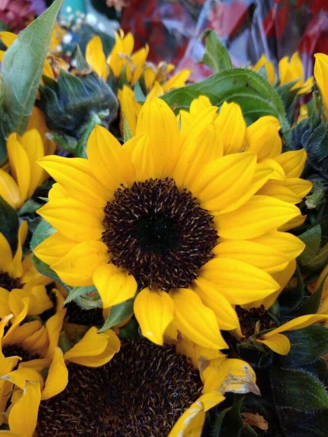 Helianthus petiolaris