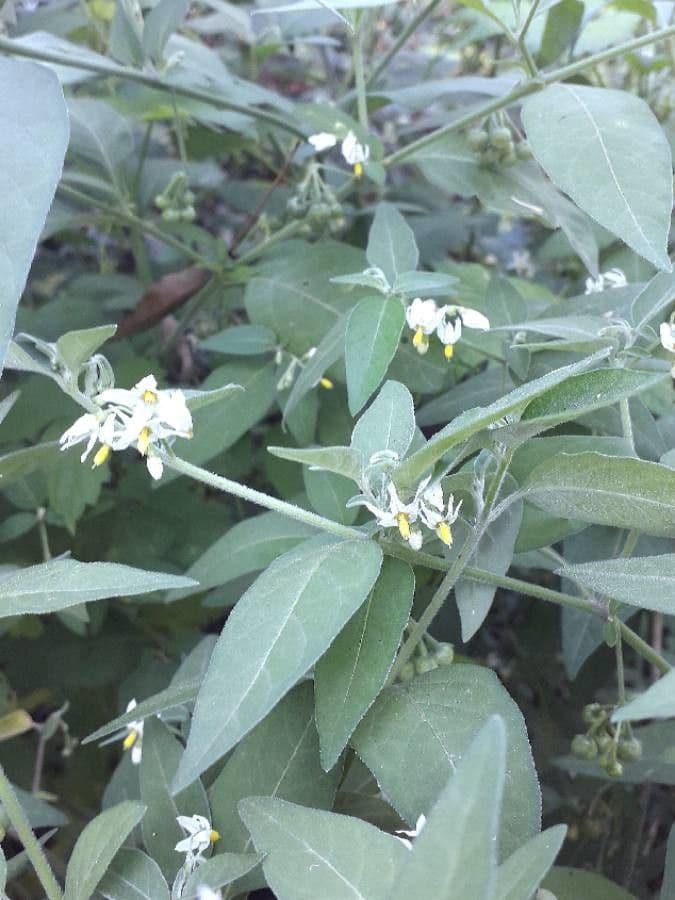 Solanum chenopodioides