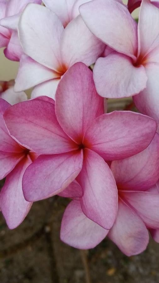 Plumeria rubra