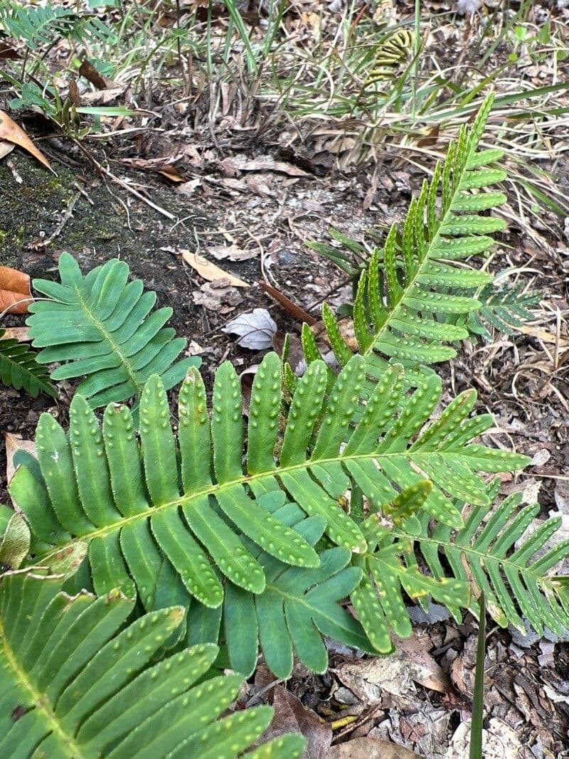 Pleopeltis polypodioides