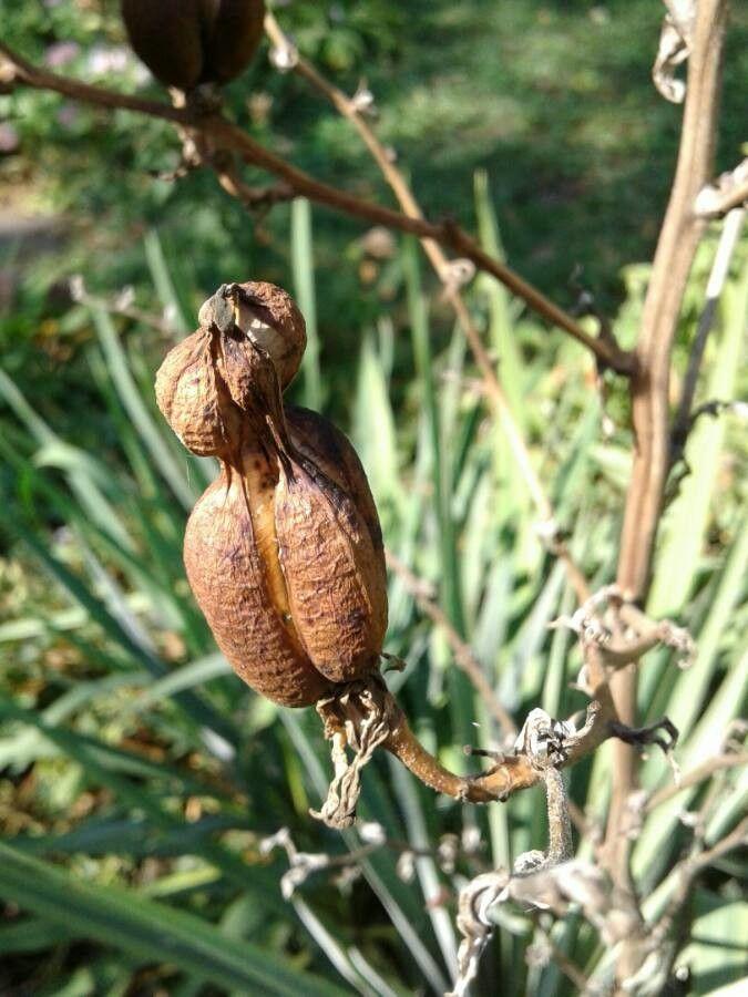 Yucca rupicola