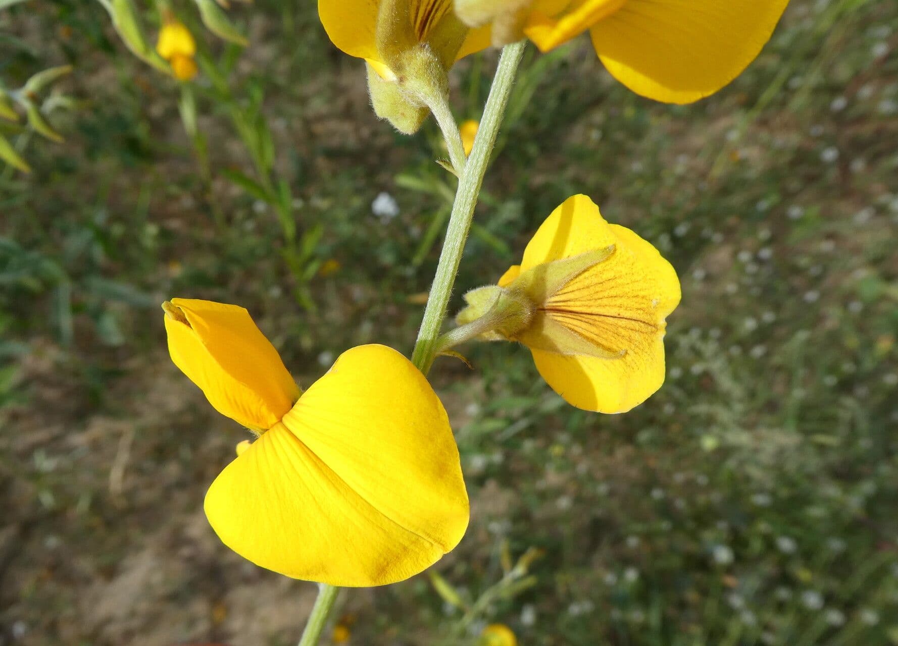 Crotalaria juncea