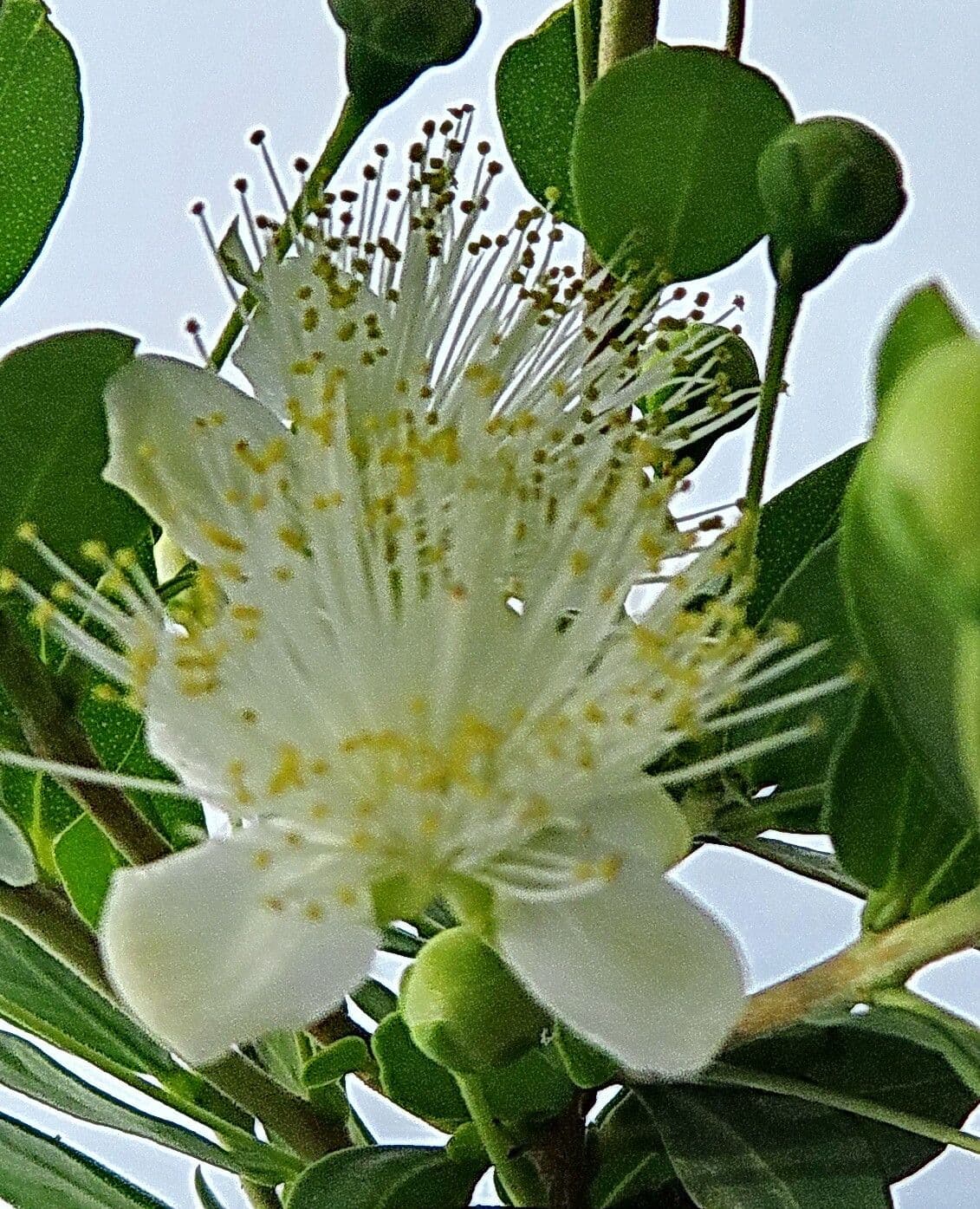 Myrtus communis