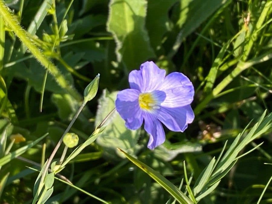 Linum alpinum