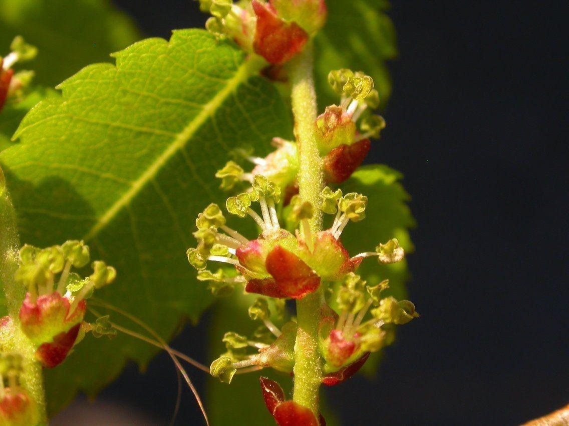 Zelkova serrata