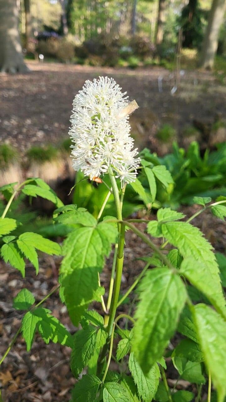 Actaea pachypoda