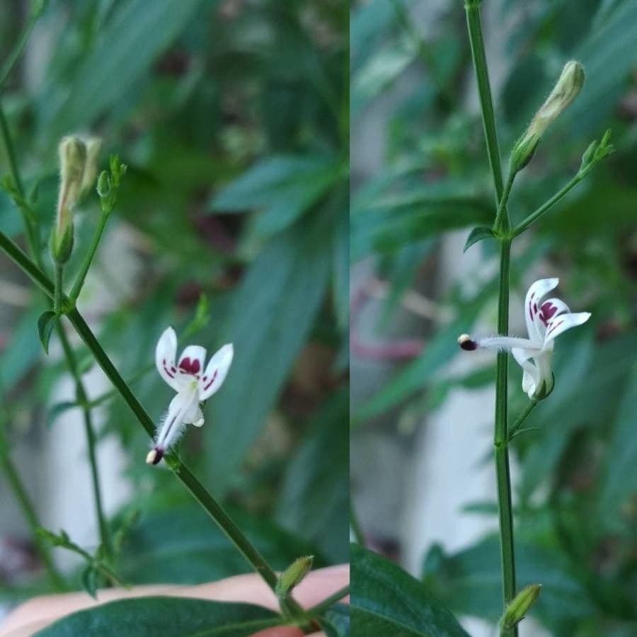 Andrographis paniculata