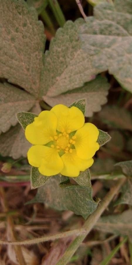 Potentilla reptans