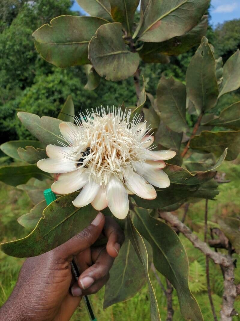 Protea caffra