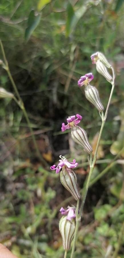 Silene secundiflora