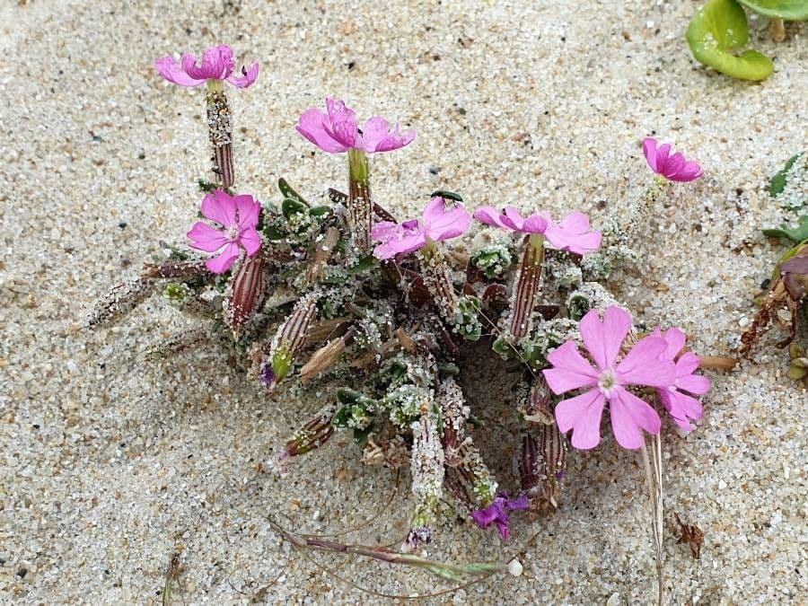 Silene littorea