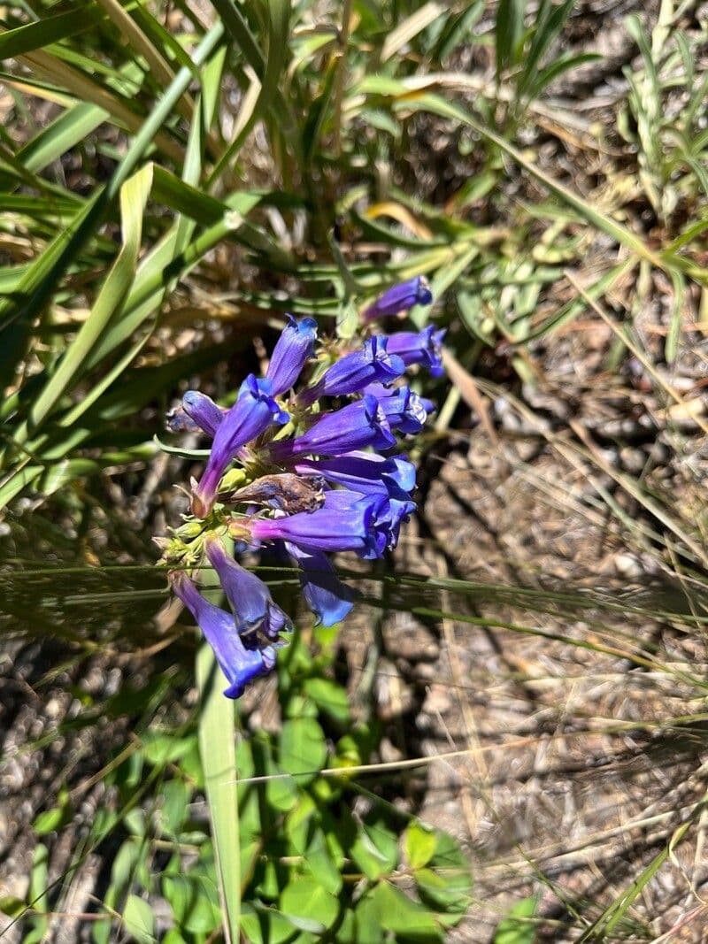 Penstemon speciosus