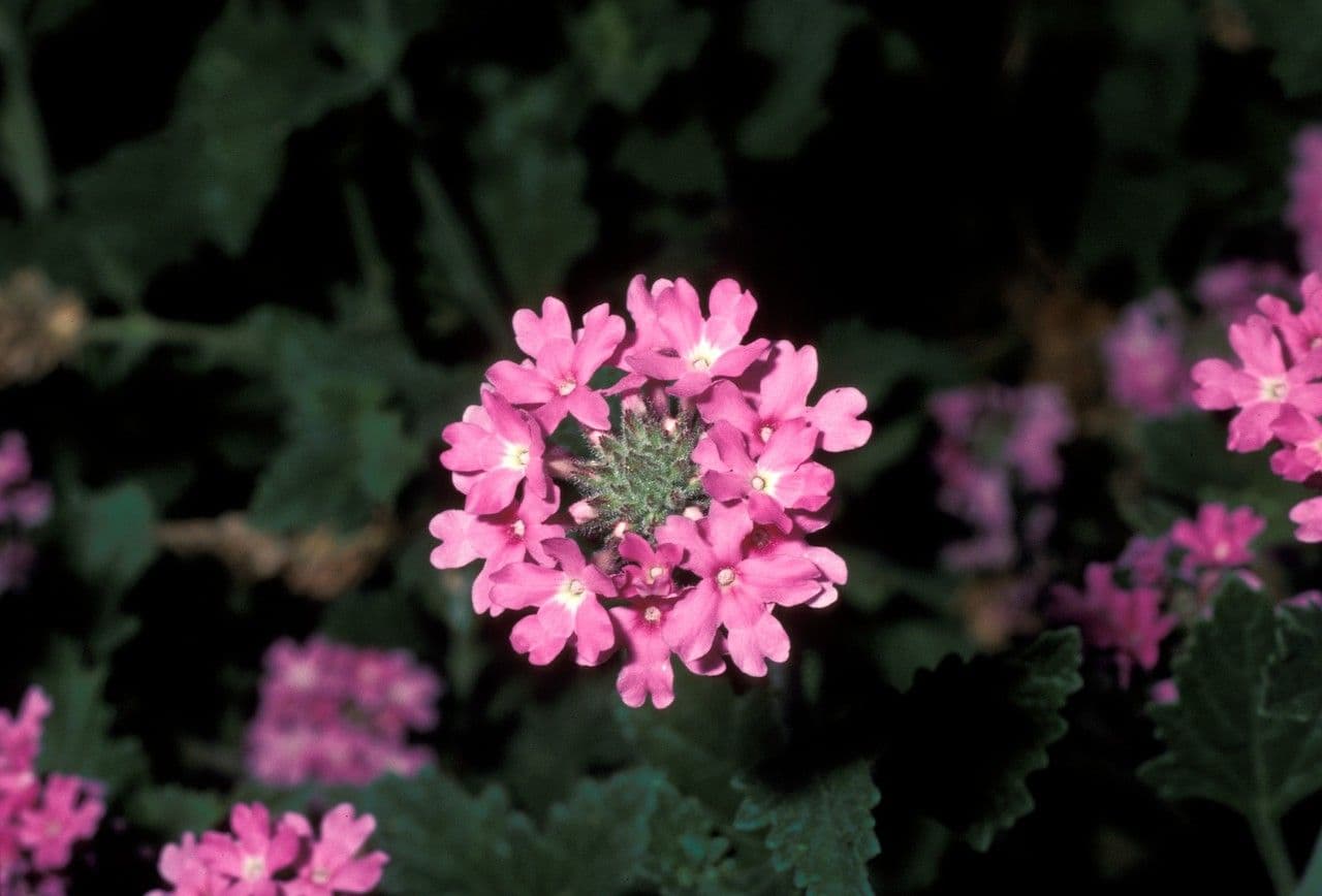 Verbena gooddingii