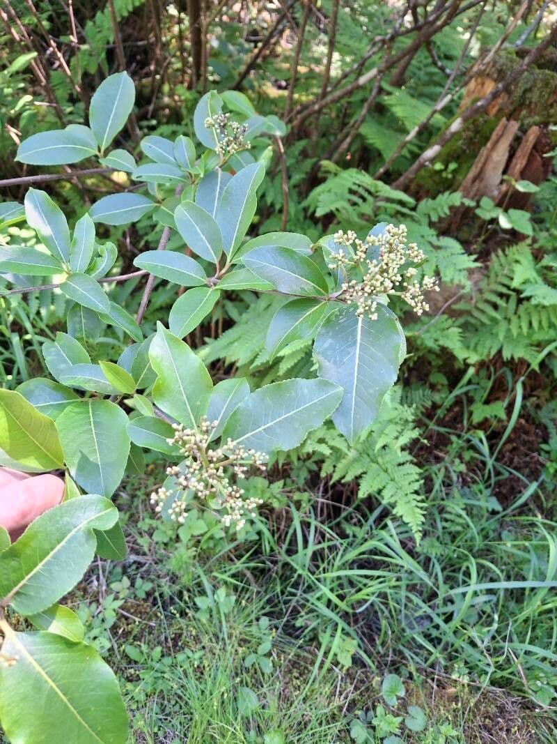 Viburnum nudum