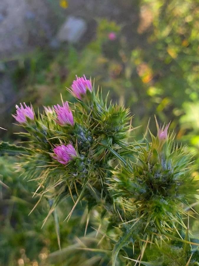 Carduus tenuiflorus