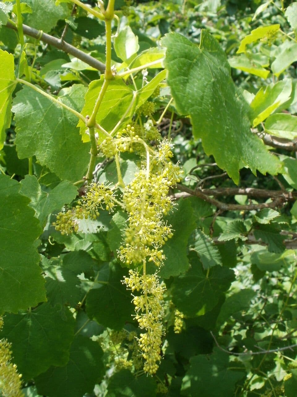 Vitis vinifera