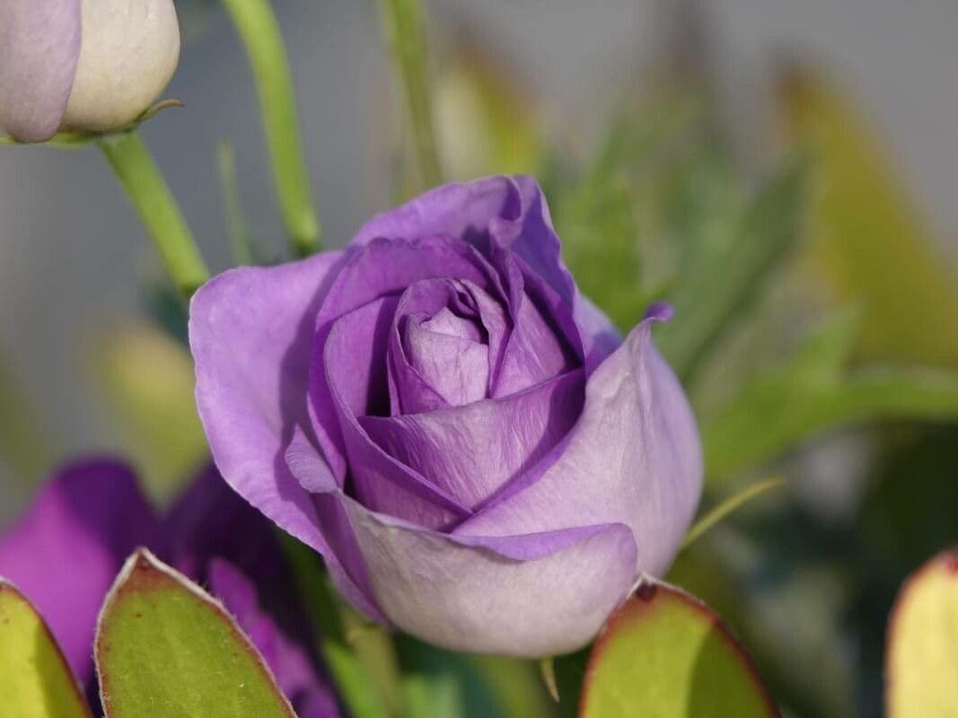 Eustoma russellianum