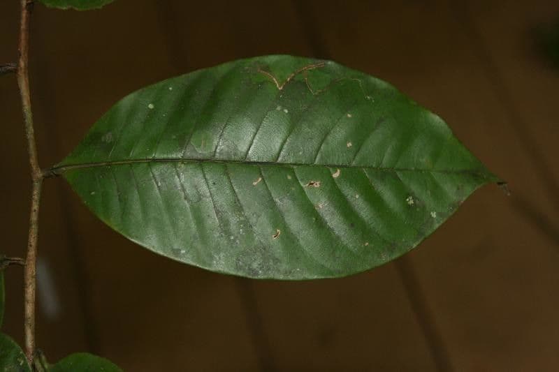 Caraipa punctulata