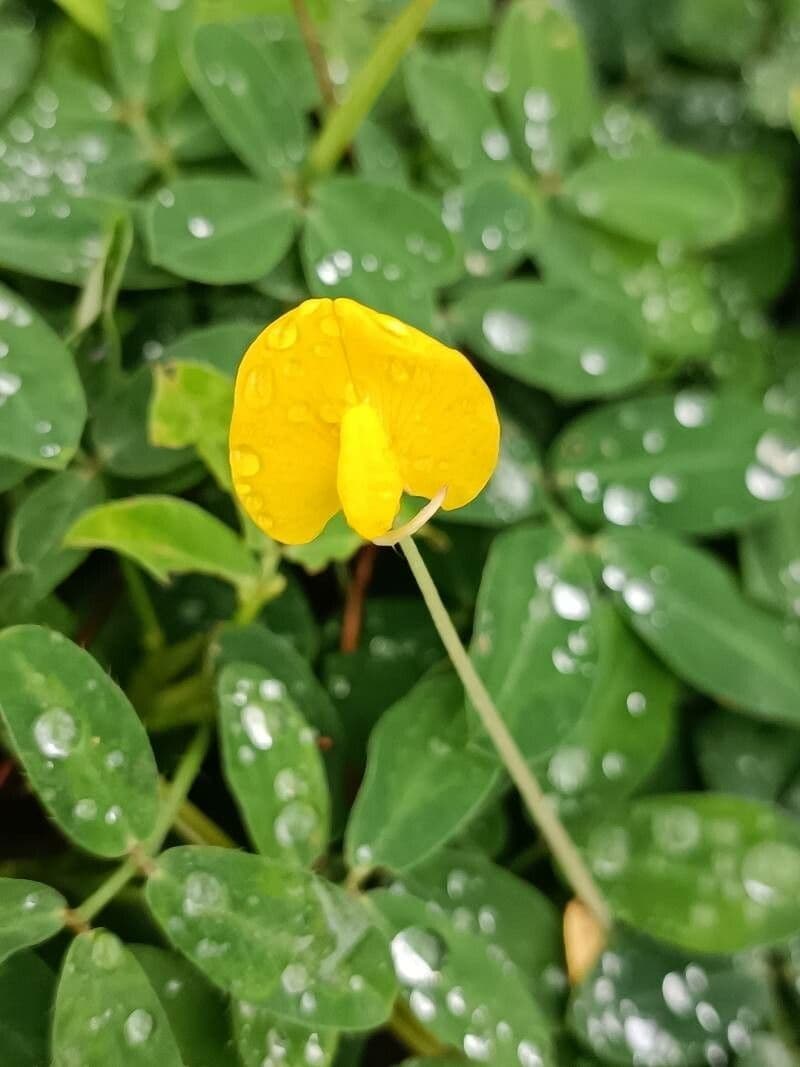 Arachis pintoi