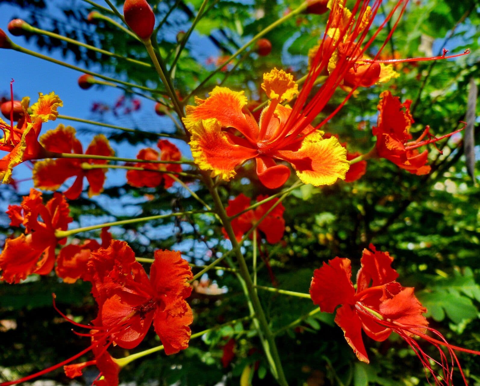 Caesalpinia pulcherrima