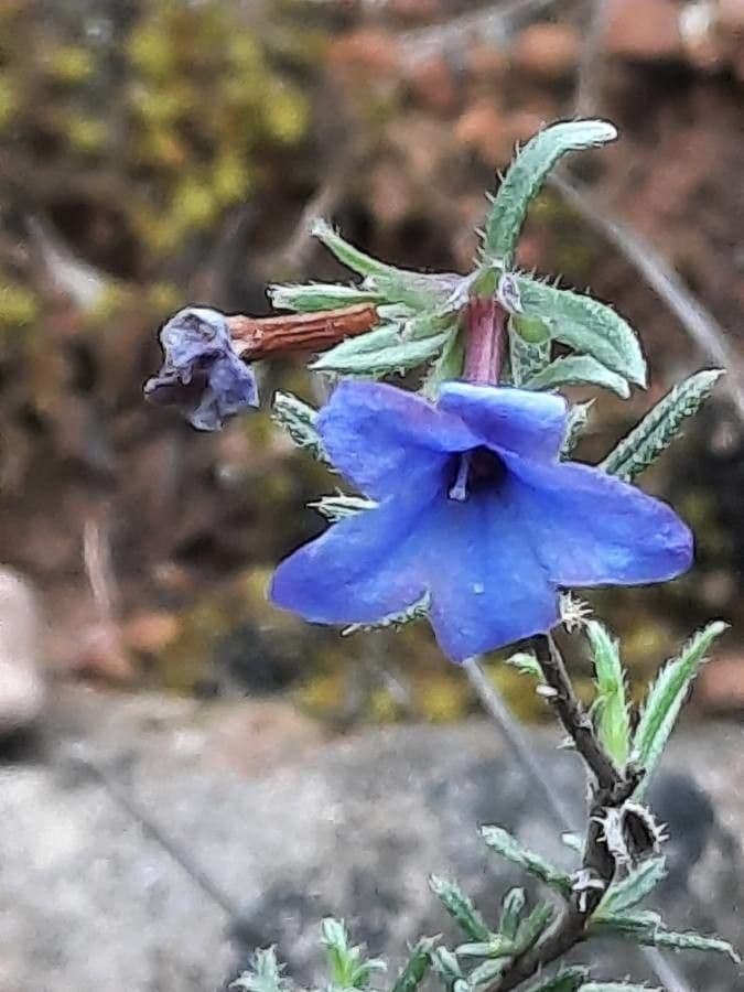 Lithodora fruticosa