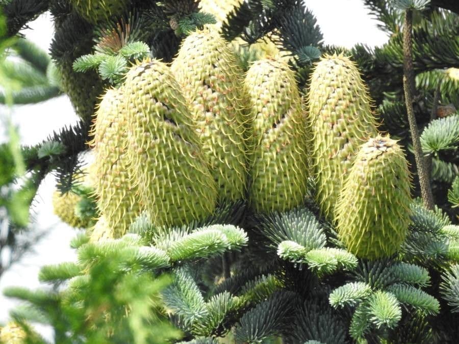 Abies nebrodensis