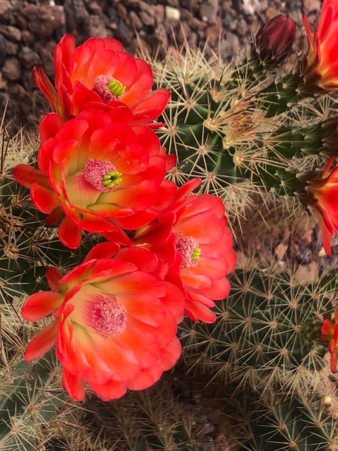 Echinocereus engelmannii