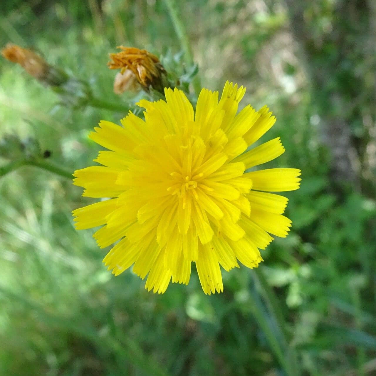 Picris hieracioides