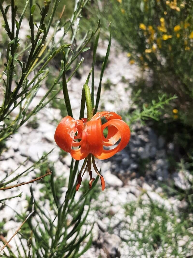 Lilium pomponium