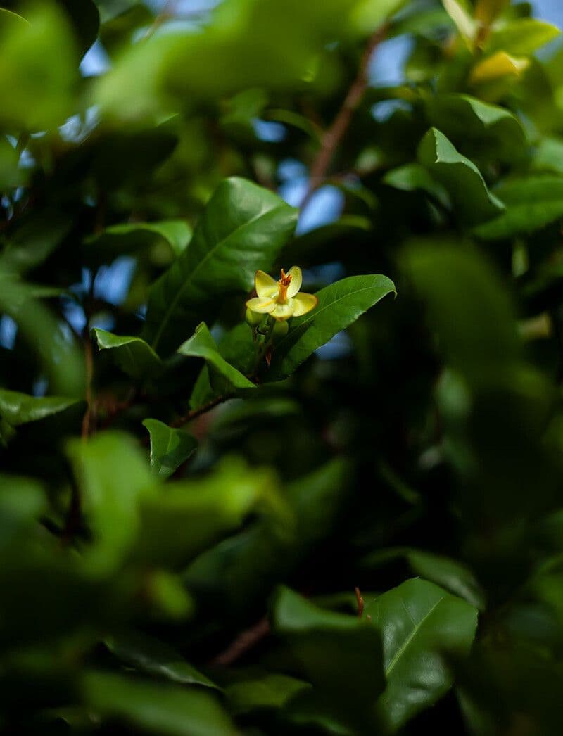 Ochna serrulata