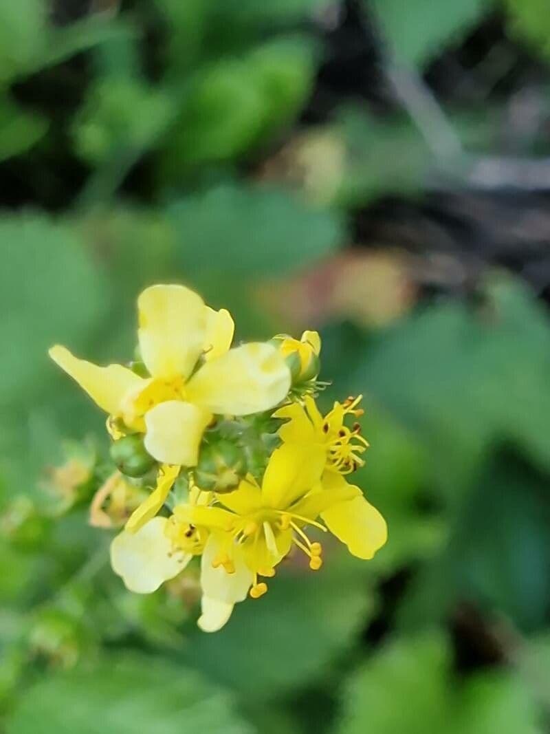 Agrimonia procera