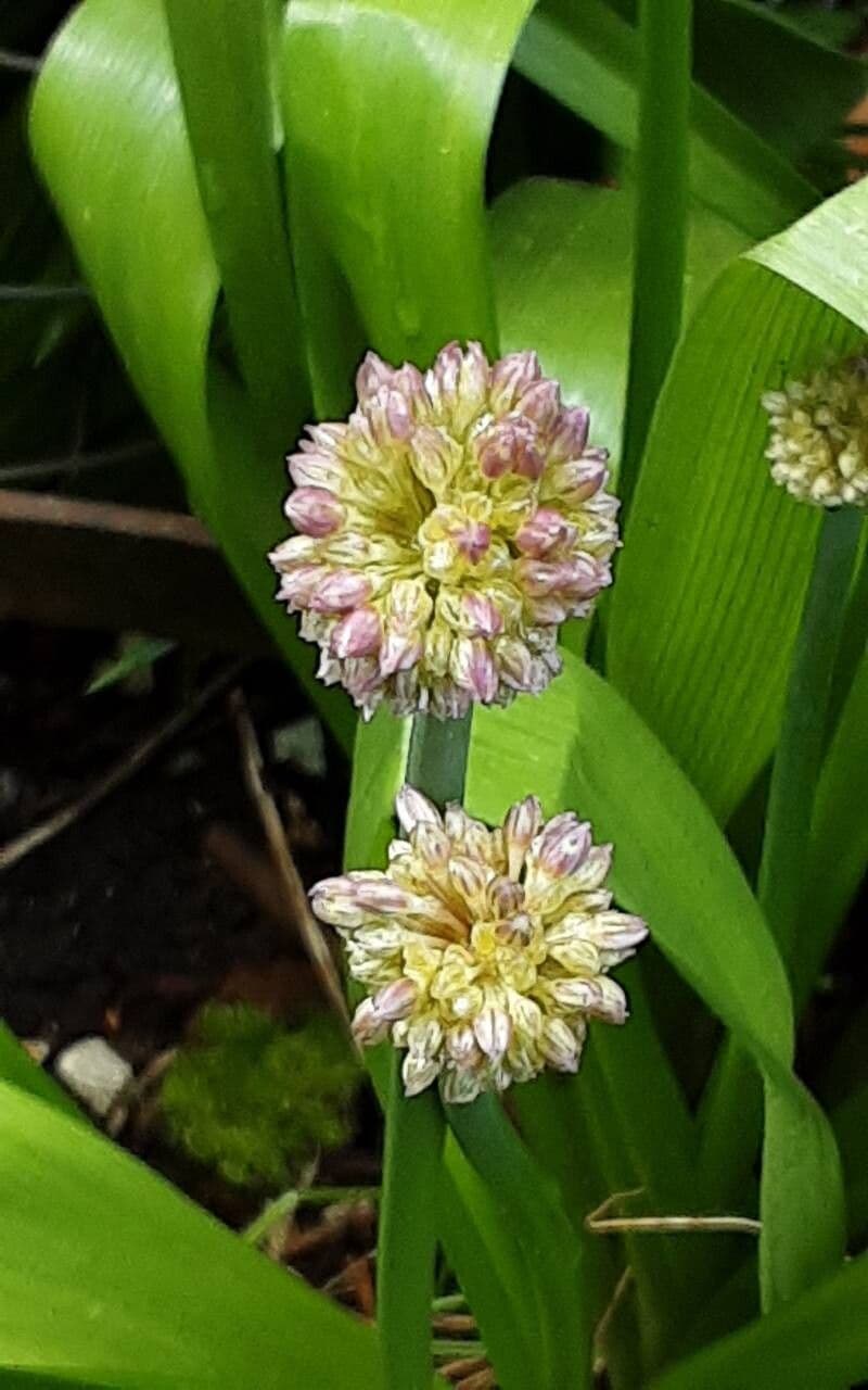 Allium victorialis