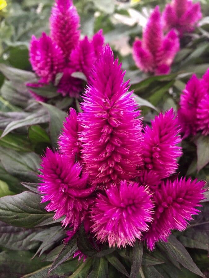 Celosia argentea